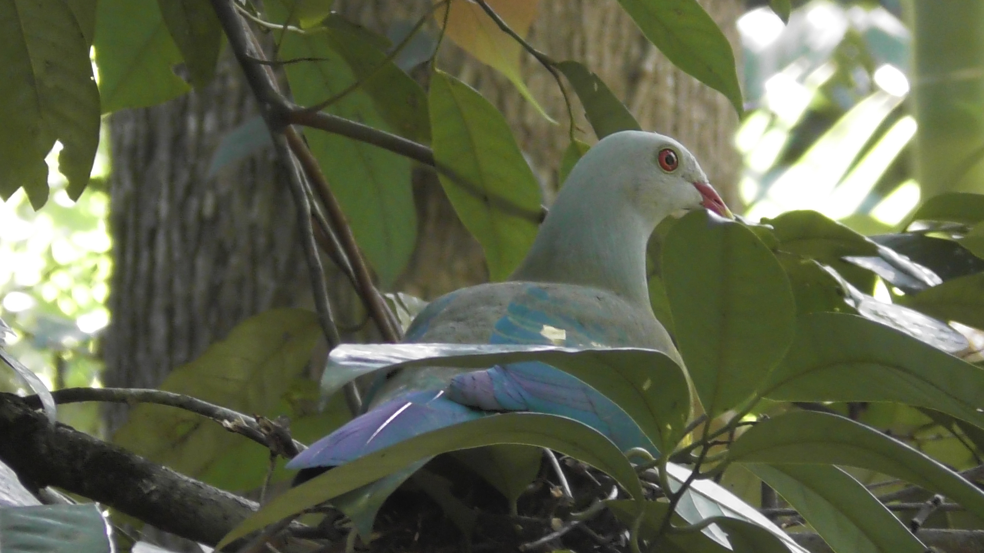 cruises daintree
