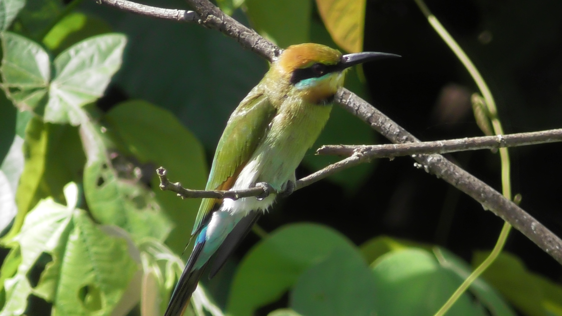 river cruises daintree