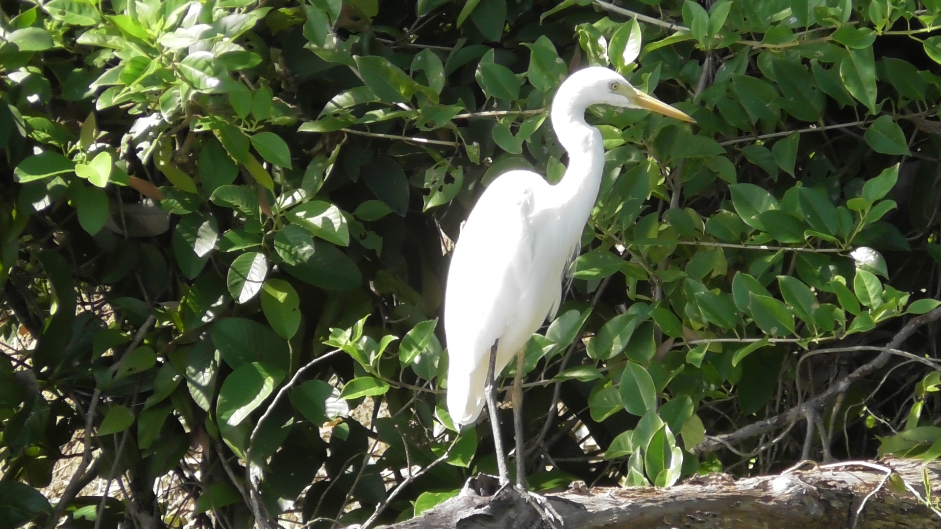 cruises daintree